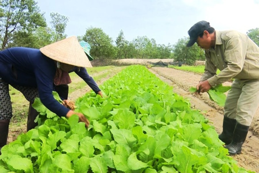 Tây Ninh: Đồng bào dân tộc được hỗ trợ làm giàu