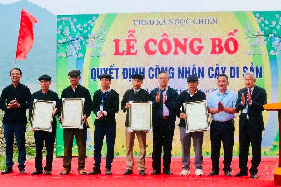 Thêm 7 cây cổ thụ tại Sơn La được công nhận Cây di sản Việt Nam 