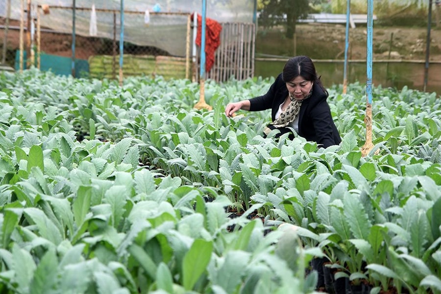 Lâm Đồng: Phát triển cây dược liệu, cải thiện kinh tế cho đồng bào dân tộc