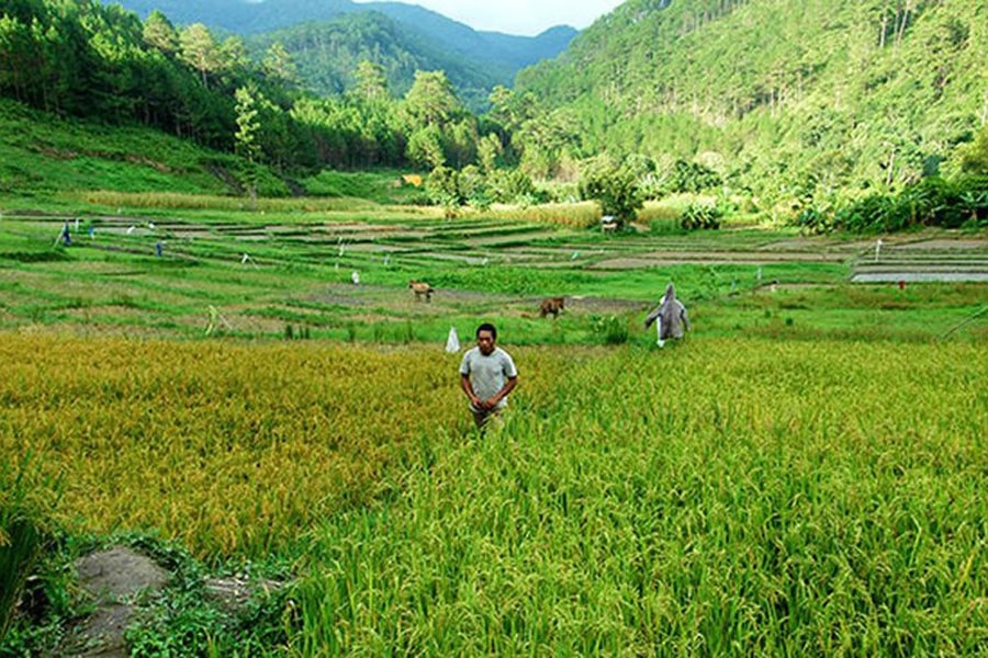 Làng trong rừng thẳm