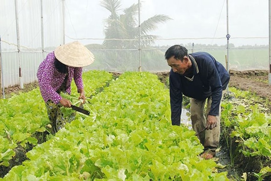 Hậu Giang: Người Khmer vượt khó