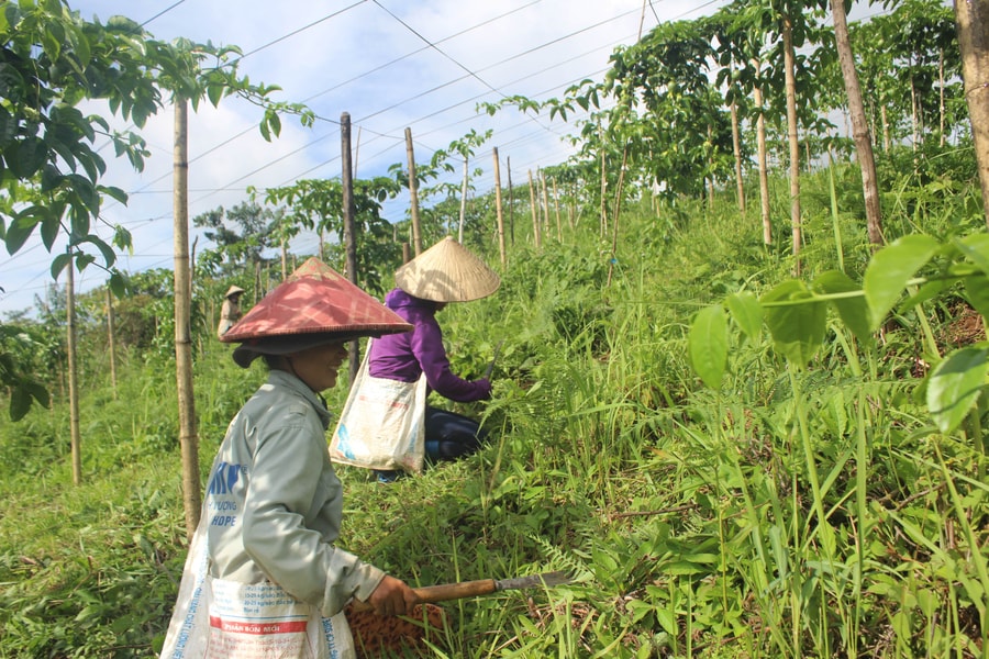 Khởi sắc mùa chanh leo                    