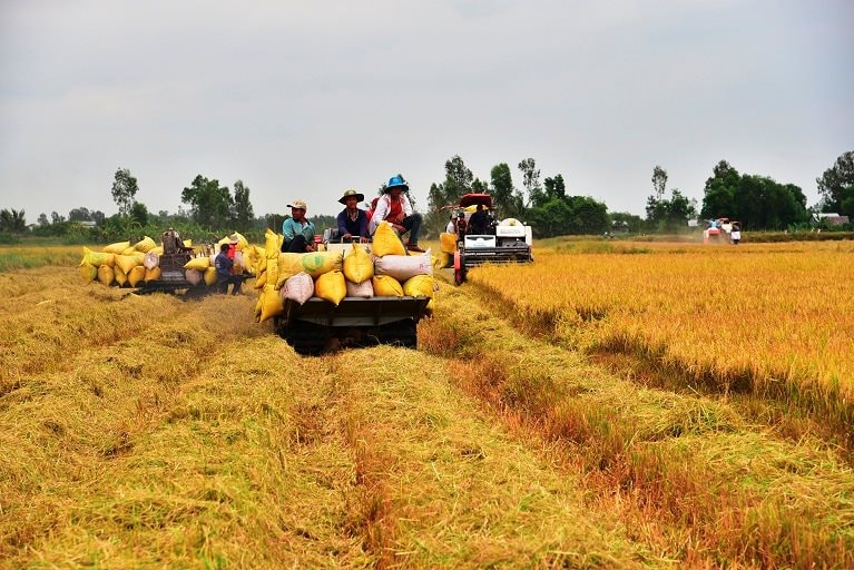 Cánh đồng lớn điển hình                          