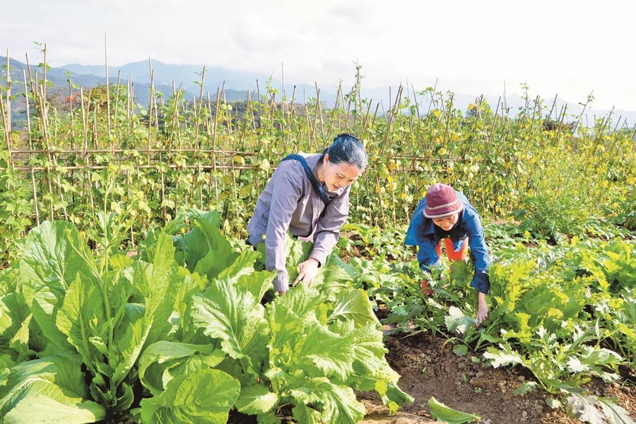 Rau sạch ở Bản Phòng