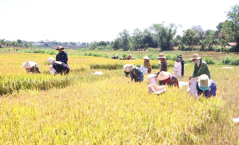 Kbang - Gia Lai: Gắn đất sản xuất với phát triển kinh tế