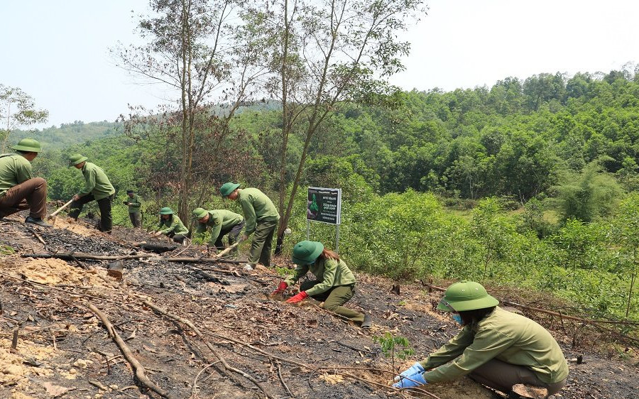 Cùng chương trình “sống khỏe, góp xanh” trồng rừng tại Hà Tĩnh