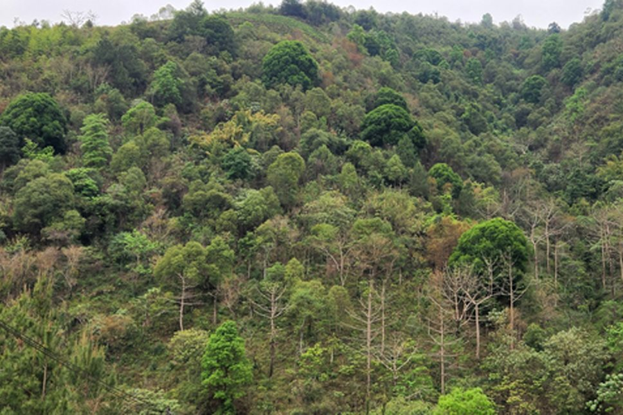 Huyện Than Uyên (Lai Châu): Đời sống ổn định nhờ rừng