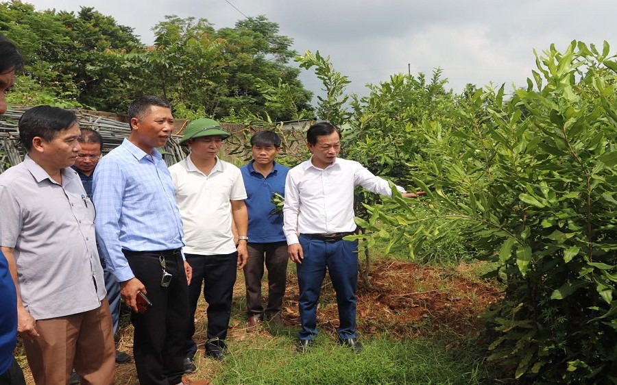  Phát triển cây trồng xóa đói giảm nghèo ở Vũ Quang