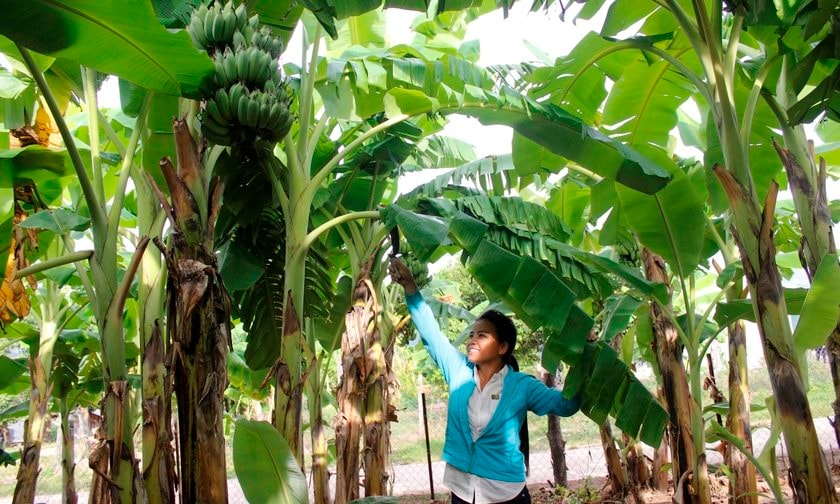 Những phụ nữ làm giàu trên đất khó