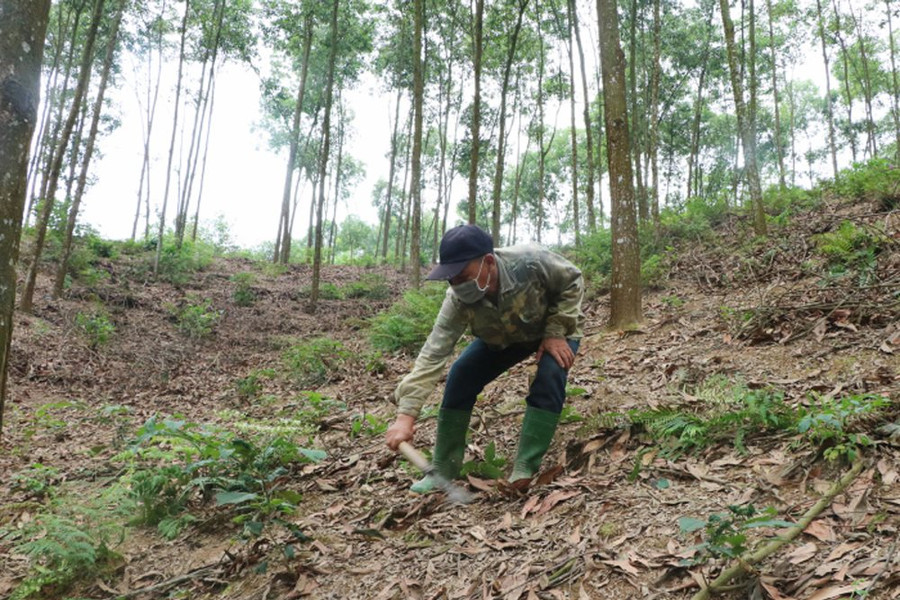 Yên Lập (Phú Thọ): Đưa Nghị quyết về phát triển rừng vào cuộc sống