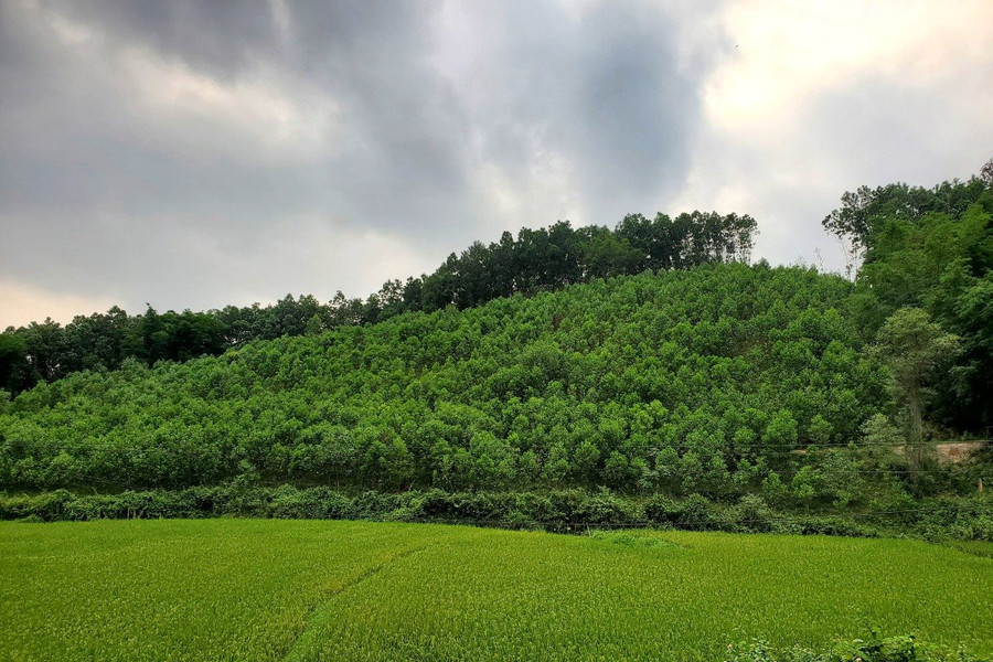 Như Thanh (Thanh Hóa): Trồng rừng gỗ lớn bảo vệ sinh thái, giảm nghèo bền vững