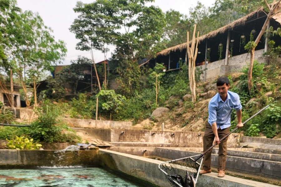 Mang cá tầm lên núi...