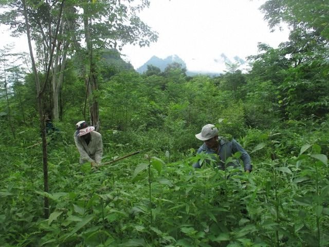 Chi trả dịch vụ môi trường rừng ở Bình Định: Rừng thêm xanh, người dân thêm thu nhập