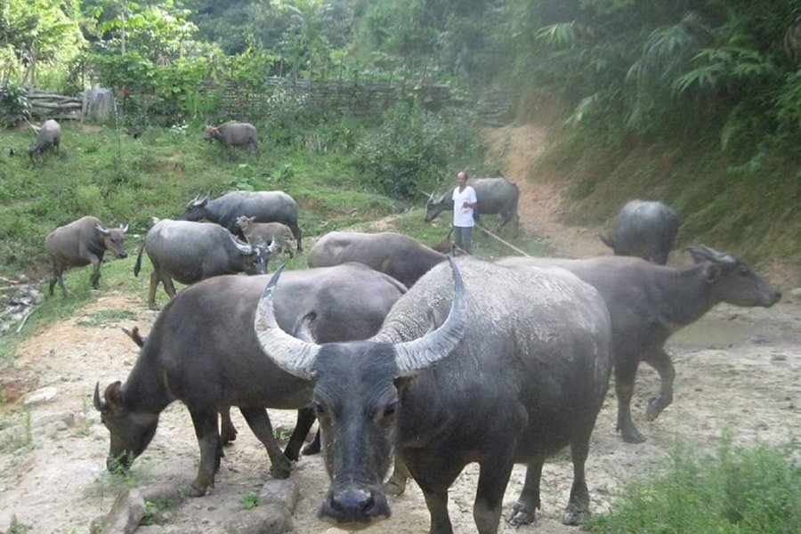 Quỳ Hợp (Nghệ An): Ý nghĩa từ phong trào “sạch làng tốt ruộng”