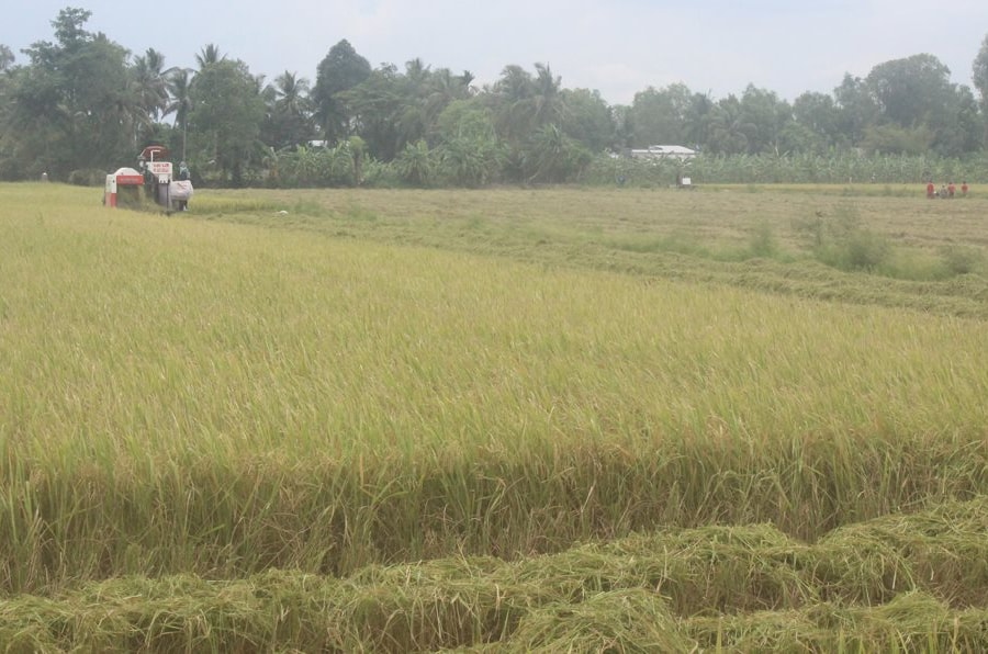 ĐBSCL: Chủ động ứng phó hạn hán, xâm nhập mặn