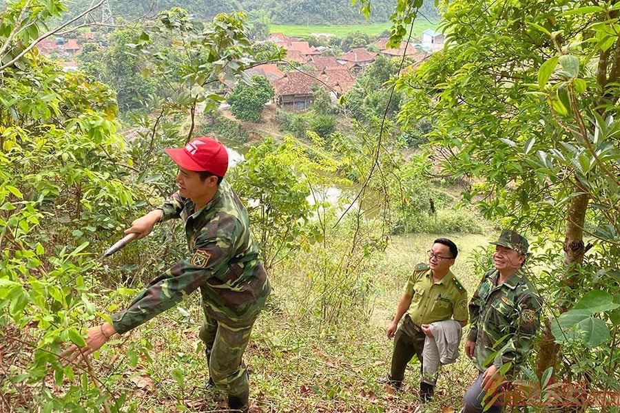 Mường Lay: No ấm từ rừng              