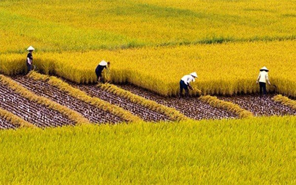 Nghị định 35: Hỗ trợ khai hoang, cải tạo đất trồng lúa