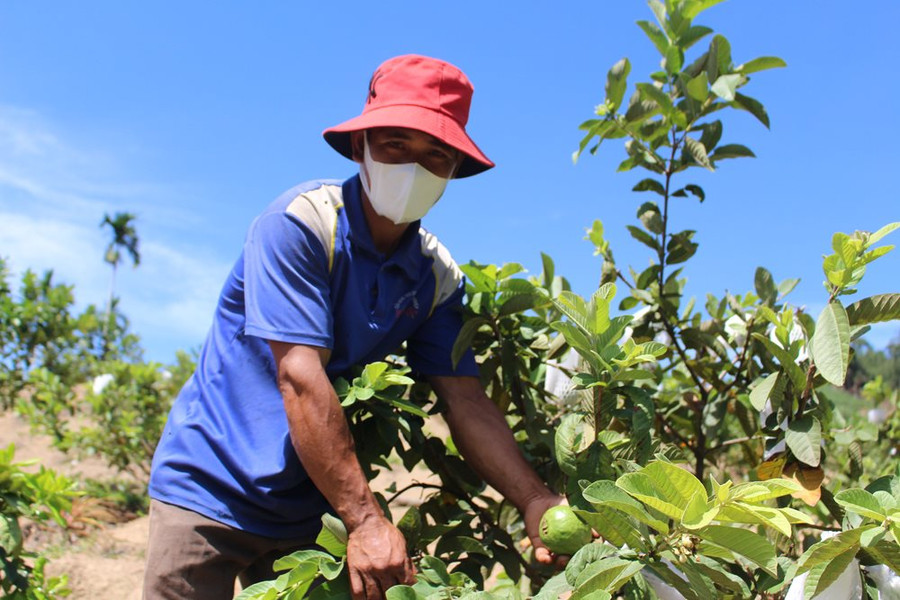 Quảng Ngãi: Phát triển cây bưởi ở vùng cao Sơn Tây