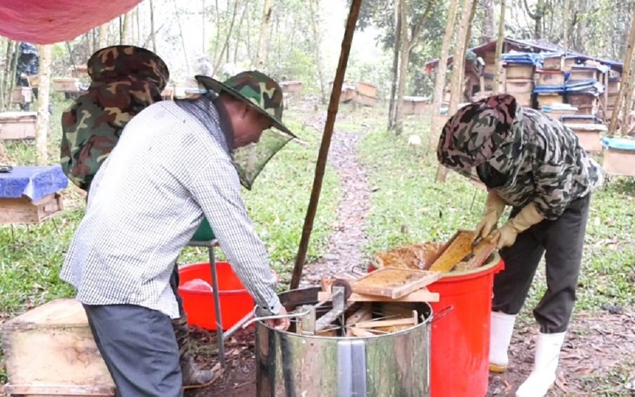 Mật ong rừng Năng Cát (Thanh Hóa): Xây dựng thương hiệu để thoát nghèo bền vững