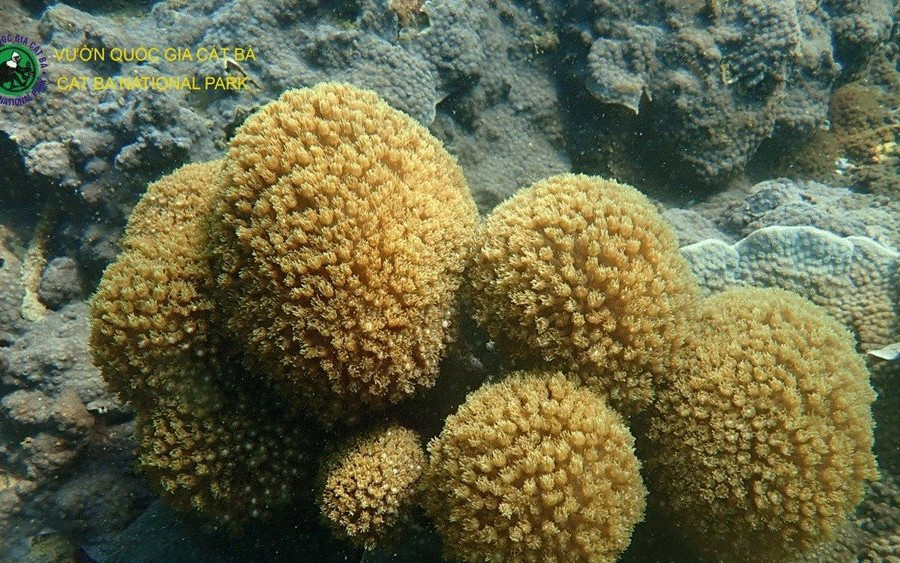 Nhân Ngày Đại dương 08/6: Cứu san hô, cứu môi trường biển