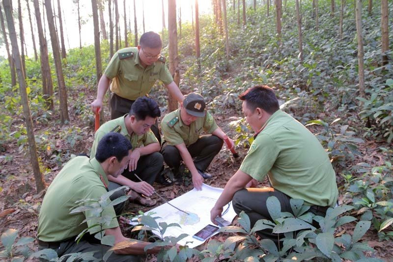 Hòa Bình: Người dân hưởng lợi kép từ phục hồi rừng