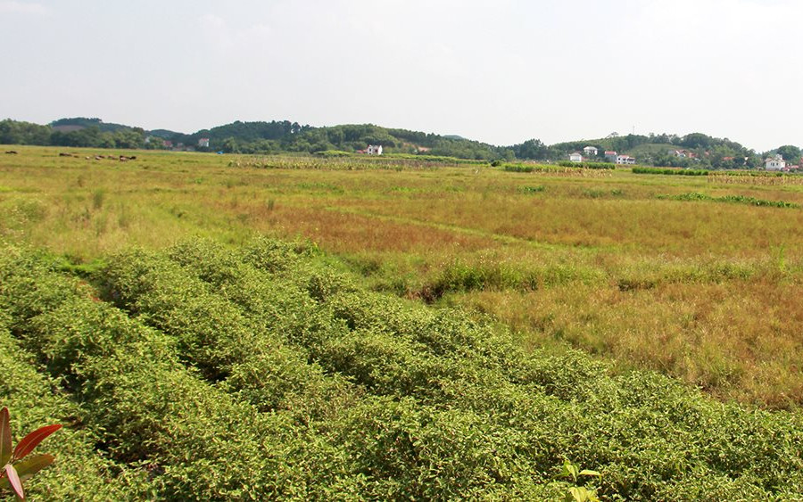 Bắc Giang: Tăng cường quản lý và sử dụng quỹ đất nông nghiệp công ích
