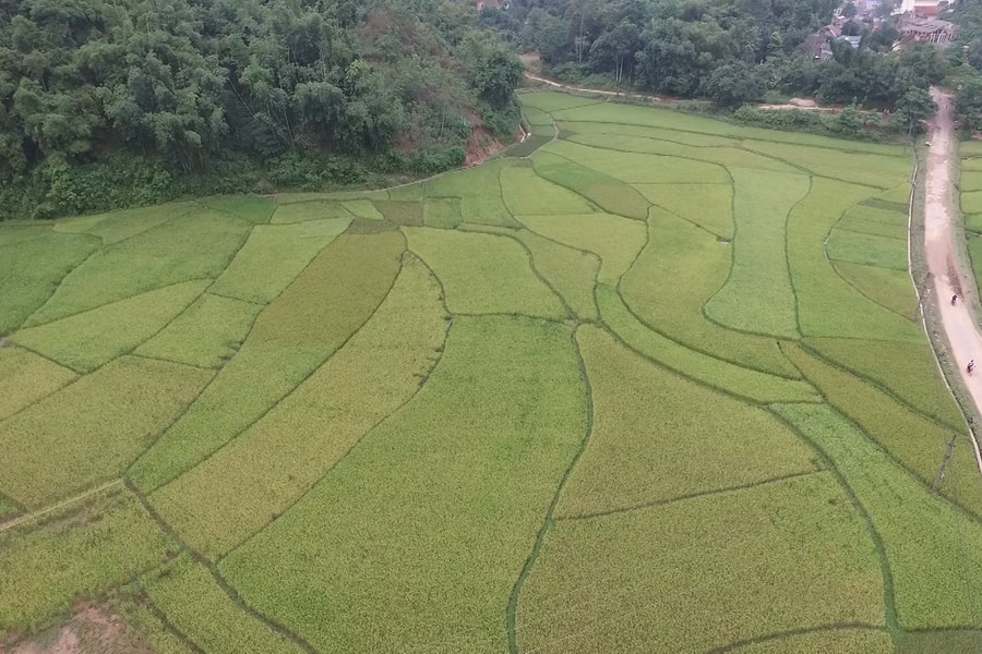 Đà Bắc (Hòa Bình): Chuyển đổi giống cây trồng giúp đồng bào thoát nghèo