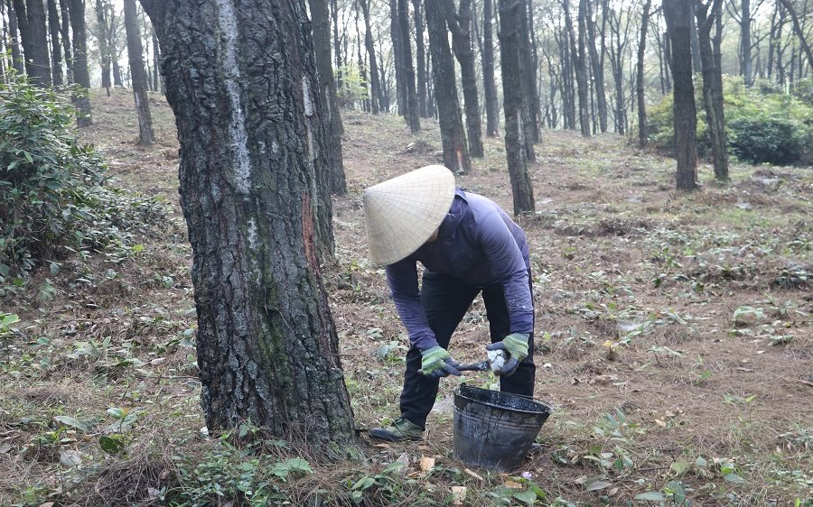 Giao khoán bảo vệ rừng giúp người dân thoát nghèo