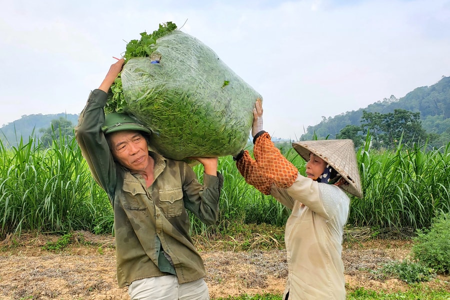 Lão nông làm giàu từ rau má