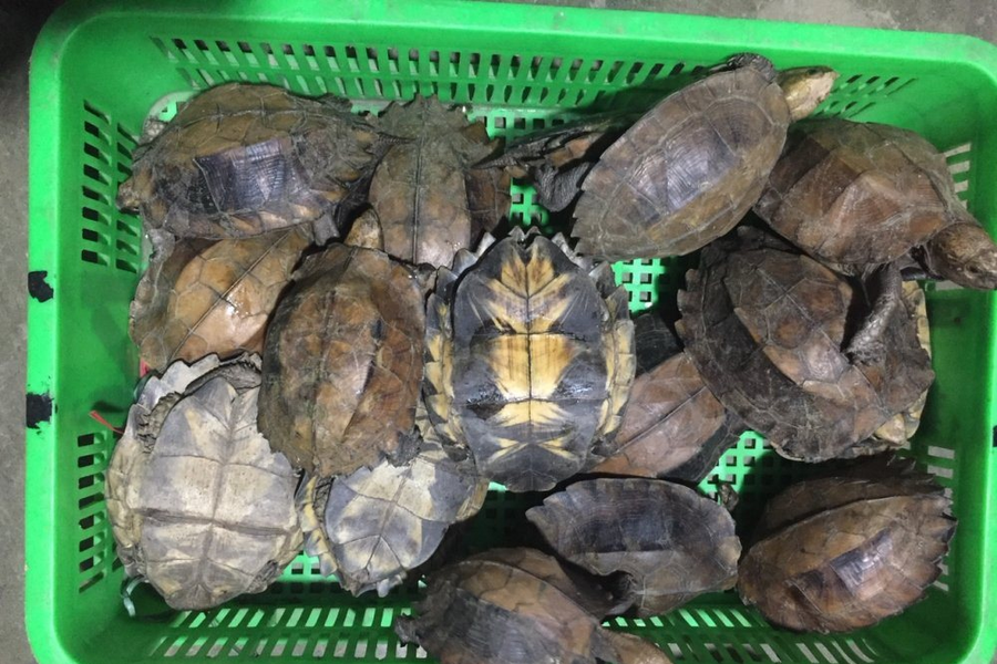 Phạt tù 13 năm đối với 2 đối tượng buôn bán rùa quý hiếm