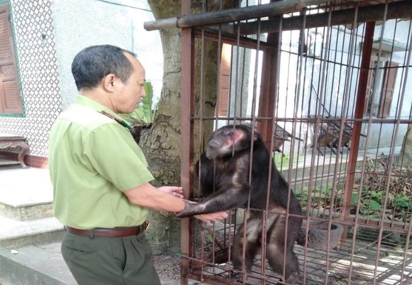 Vườn quốc gia Xuân Sơn tiếp nhận cá thể Khỉ mặt đỏ