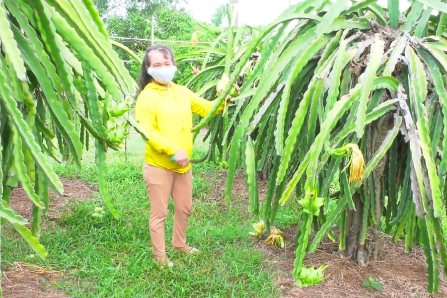 Bắc Bình (Bình Thuận): Nỗ lực thực hiện mục tiêu giảm nghèo bền vững