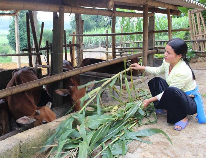 Hòa Bình - Tận dụng lợi thế về thổ nhưỡng để giảm nghèo bền vững