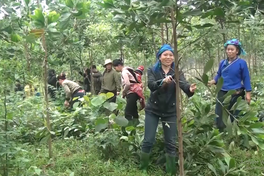 Hà Giang: Phát huy vai trò của rừng kinh tế trong giảm nghèo bền vững