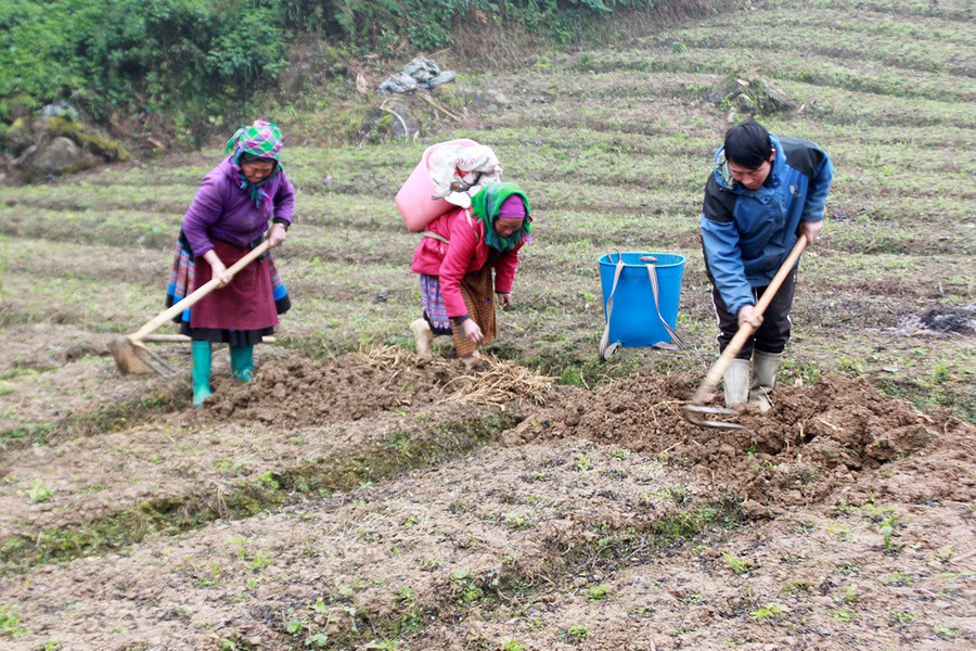 Bắc Hà (Lào Cai): Phát huy giá trị của đất trong giảm nghèo