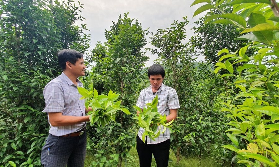 Lan tỏa phong trào khởi nghiệp ở miền núi Quảng Ngãi