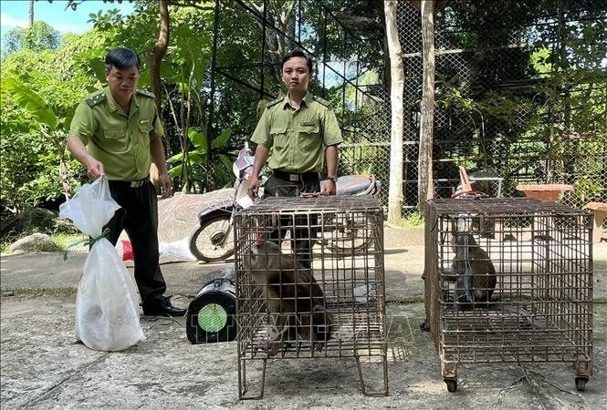 Kiên Giang: Tiếp nhận 4 cá thể động vật rừng thuộc nhóm IIB