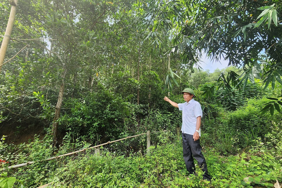Thanh Hóa: Khát vọng làm giàu từ mô hình trồng rừng
