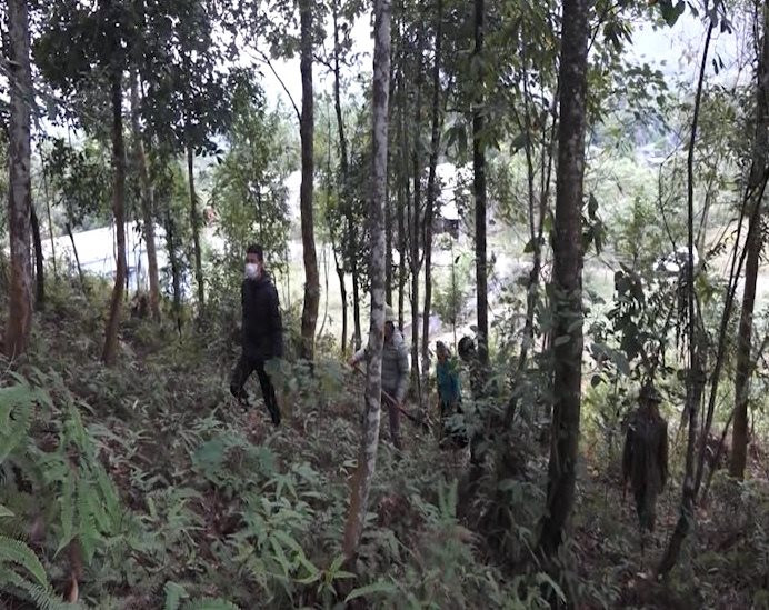 Tân Uyên – Lai Châu: Hiệu quả từ dịch vụ môi trường rừng