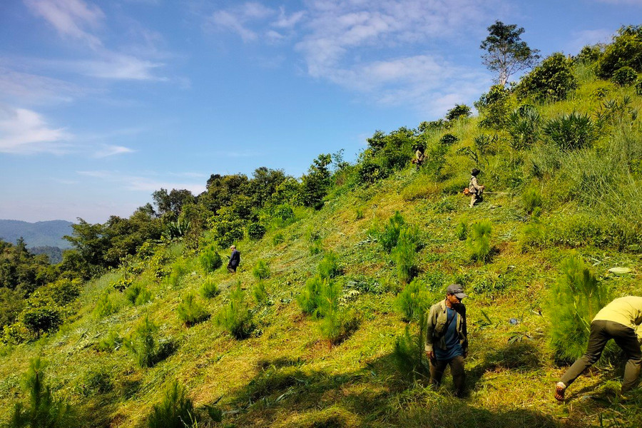 Đắk Nông: Tập trung đẩy mạnh phát triển kinh tế rừng