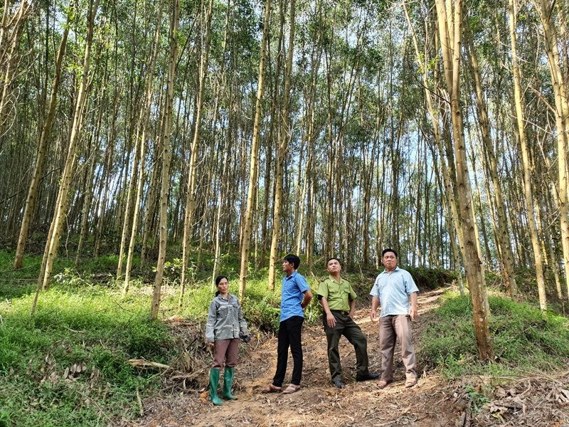 Sơn Động – Bắc Giang: Làm giàu từ rừng sản xuất