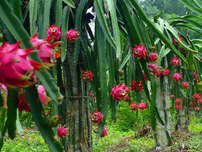 Huyện Hàm Thuận Bắc (Bình Thuận): Phát triển cây thanh long góp phần giảm nghèo bền vững
