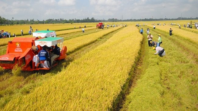 Nam Định: Nông dân huyện Hải Hậu thi đua sản xuất giỏi, vươn lên làm giàu