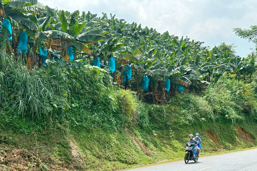 Mường Khương – Lào Cai: Chuyển đổi cây trồng hướng đi giúp dân thoát nghèo