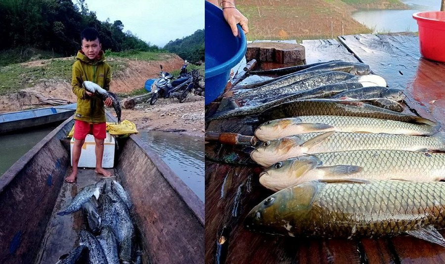 Nghệ An: Người dân làm giàu từ nghề nuôi cá lồng ở lòng hồ thủy điện