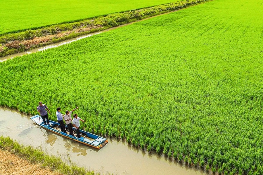 Phát triển mô hình tôm - lúa bền vững