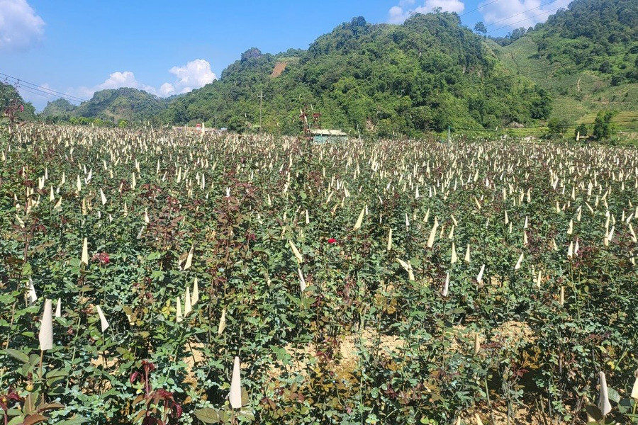 Lai Châu: Khoanh diện tích trồng hoa hồng để bảo vệ nguồn nước