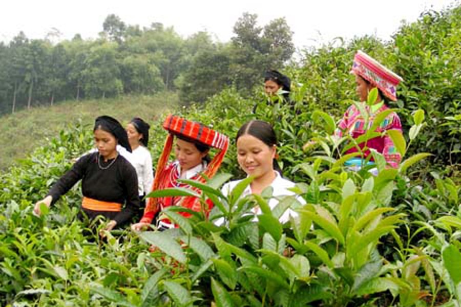 Hà Giang: Khai thác hoạt động nông nghiệp của đồng bào dân tộc trong phát triển du lịch