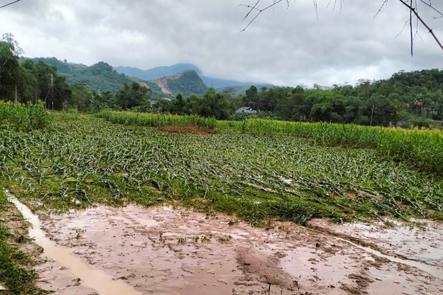Lào Cai thiệt hại hơn 2 tỷ đồng do thiên tai