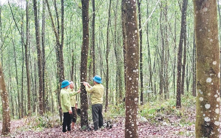 Bắc Giang: Phấn đấu đến năm 2025 có khoảng từ 16 nghìn ha rừng trồng gỗ lớn